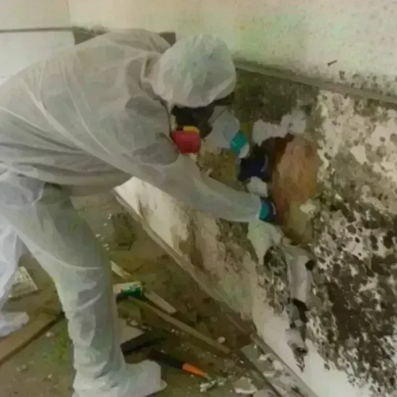 Mold Remediation and Removal in Lawrence County, OH